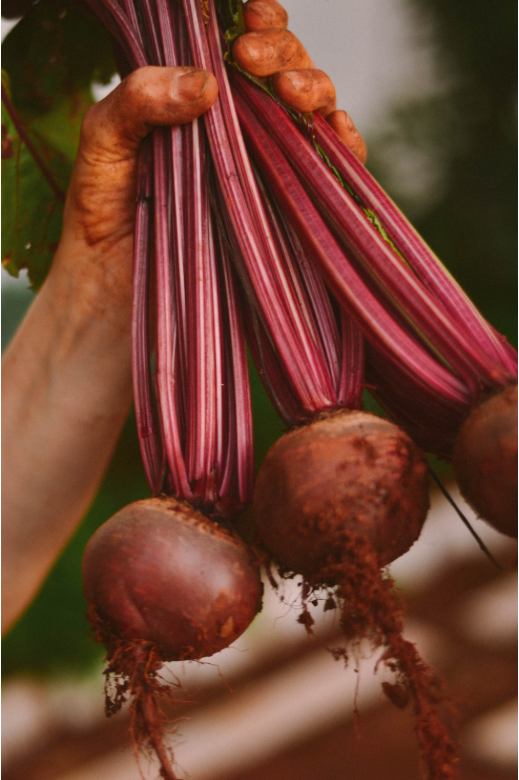 Before Beetroot Seeds 